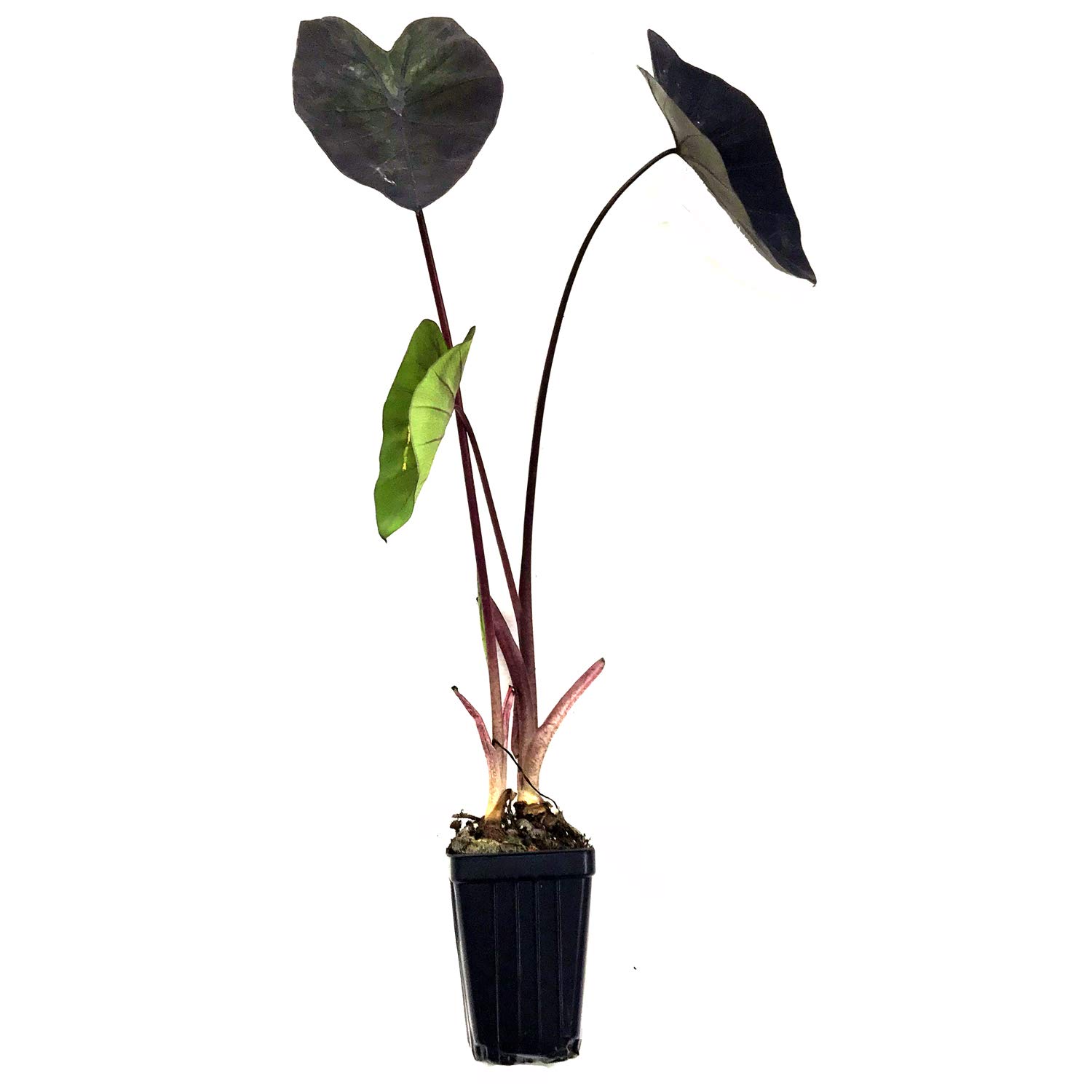 Buy Electric Blue Gecko Elephant Ear Live Colocasia Online at desertcartBahamas