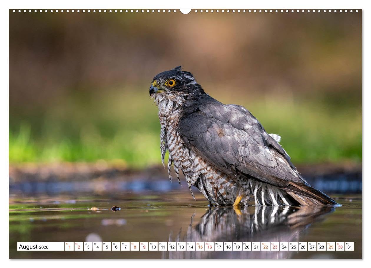 Heimische GREIFVÖGEL Adler Milan Bussard Weihe Sperber (Wandkalender 2026 DIN A2 quer), CALVENDO Monatskalender: Ausgesuchte Aufnahmen aus der Familie der Habichtartigen (CALVENDO Tiere)