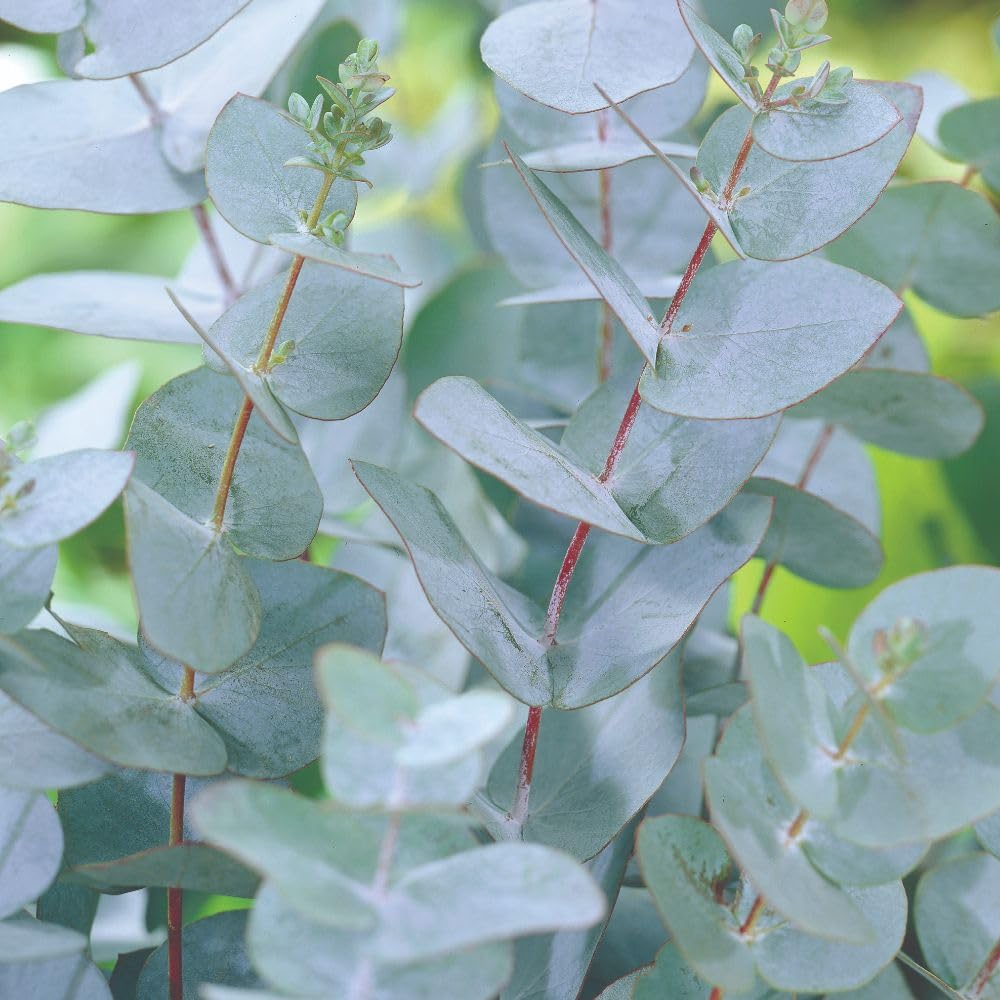 Eucalyptus pulverulenta 'Baby Blue' – Compact Evergreen Tree, Feathery Flowers, Silver-Blue Aromatic Foliage, Ideal for Small Gardens & Patios - 15cm Pot x1 by Thompson and Morgan