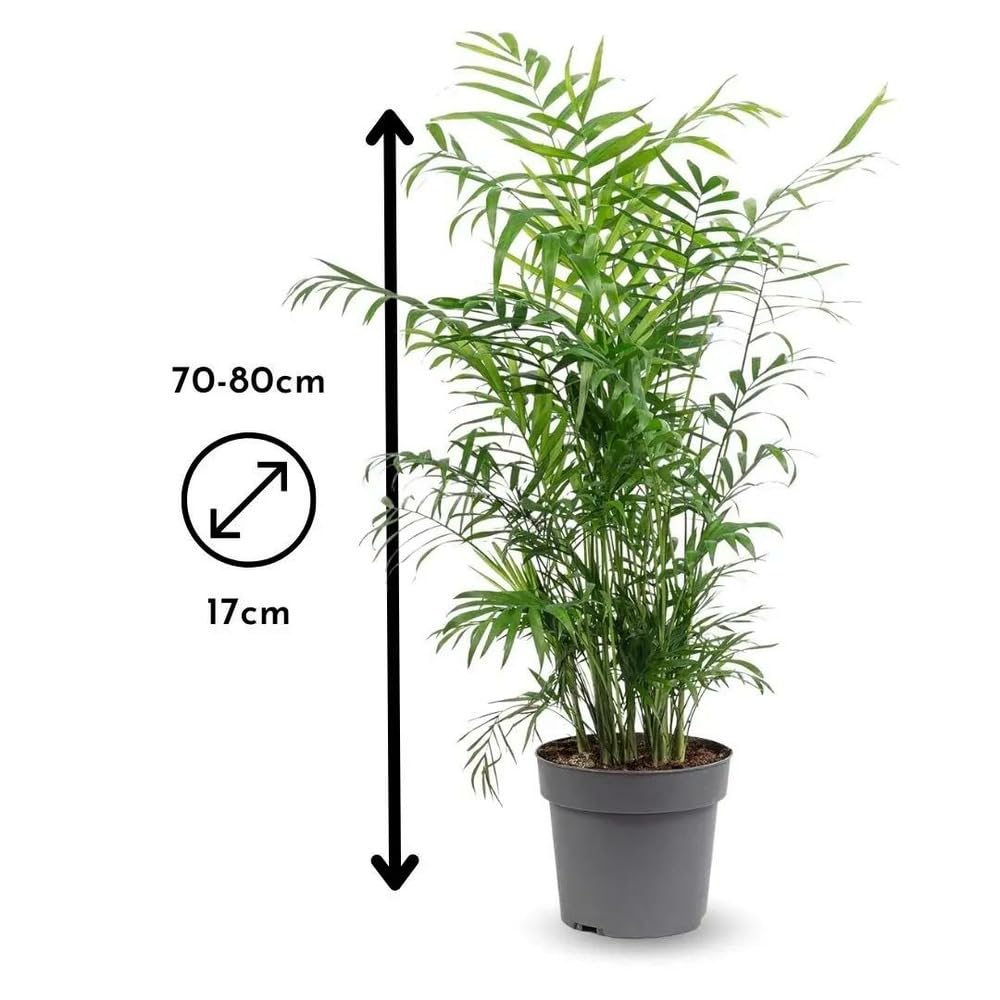 Attitude Jardin - 2x mélange de plantes d'intérieur - chamaedorea - areca - palmier d'intérieur - Lot de 2-70-80 cm - ⌀ 17 cm - purificateur d'air