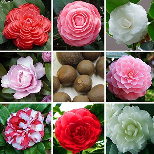 24 Colors Available Camellia Seeds Potted Plants Garden Flower Seeds