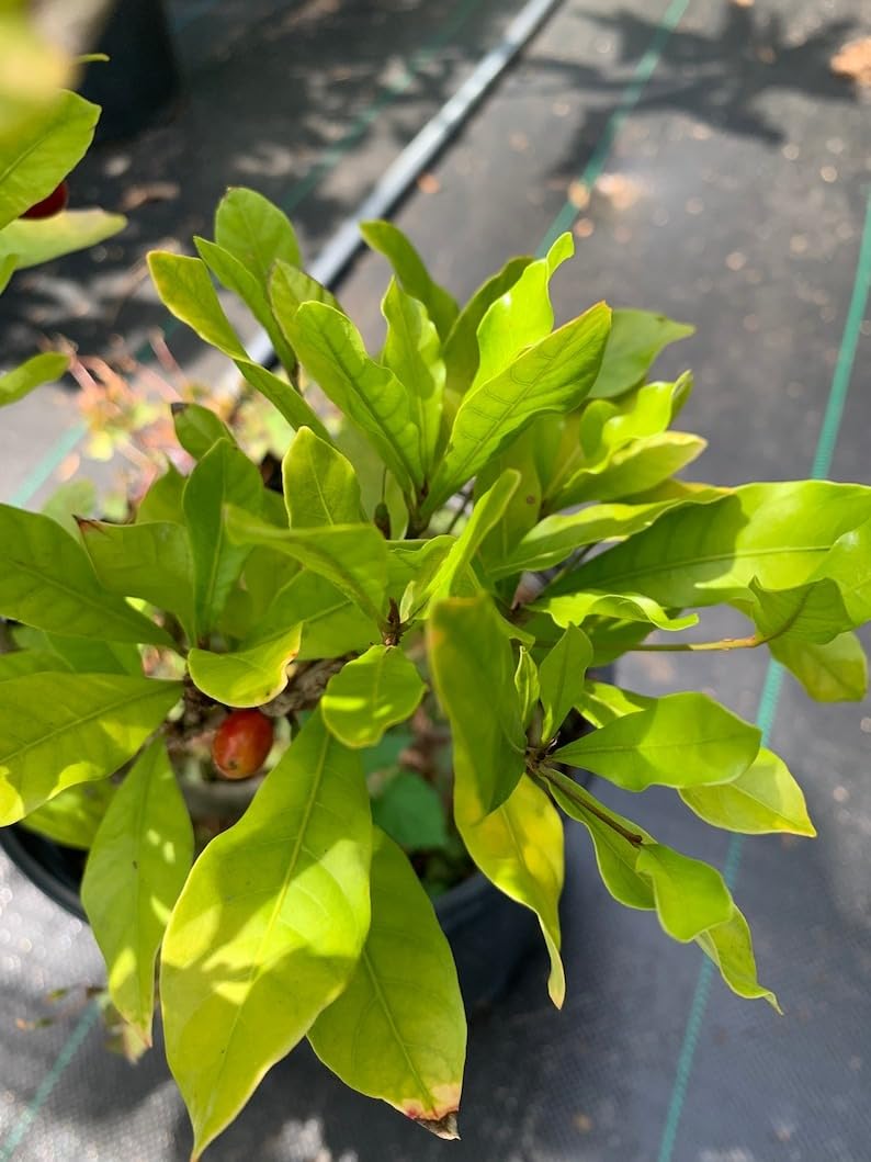 BALUBITA Miracle Berry Plant - Fresh Fruit, Synsepalum Dulcificum - Taste Modifying Berries - Perfect for Indoor and Outdoor Growing