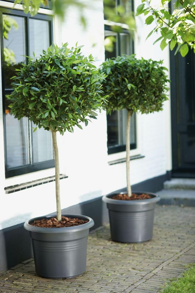 Elho Green Basics Cilinder 65cm Vasi per Piante - Living Black | ∅ 64 x A 48.5 cm | Adatto per uso esterno