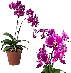 Orquídea Phalaenopsis Mini Flor Linda Exótica Rara Natural