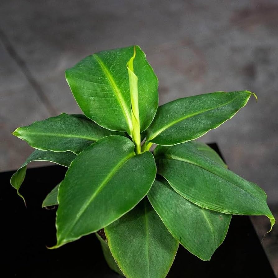 Amazon.com : Zaylee Garden Ultra Dwarf Musa Starter Plant | 4-6