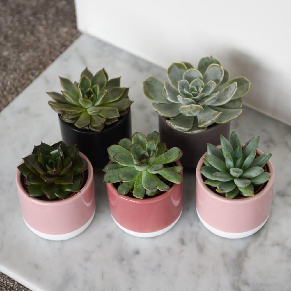 Echeveria Mix - Colourful Succulent Plants for Indoor Décor, Easy Care Assorted Varieties 5.5cm Pot x 3 by Thompson & Morgan
