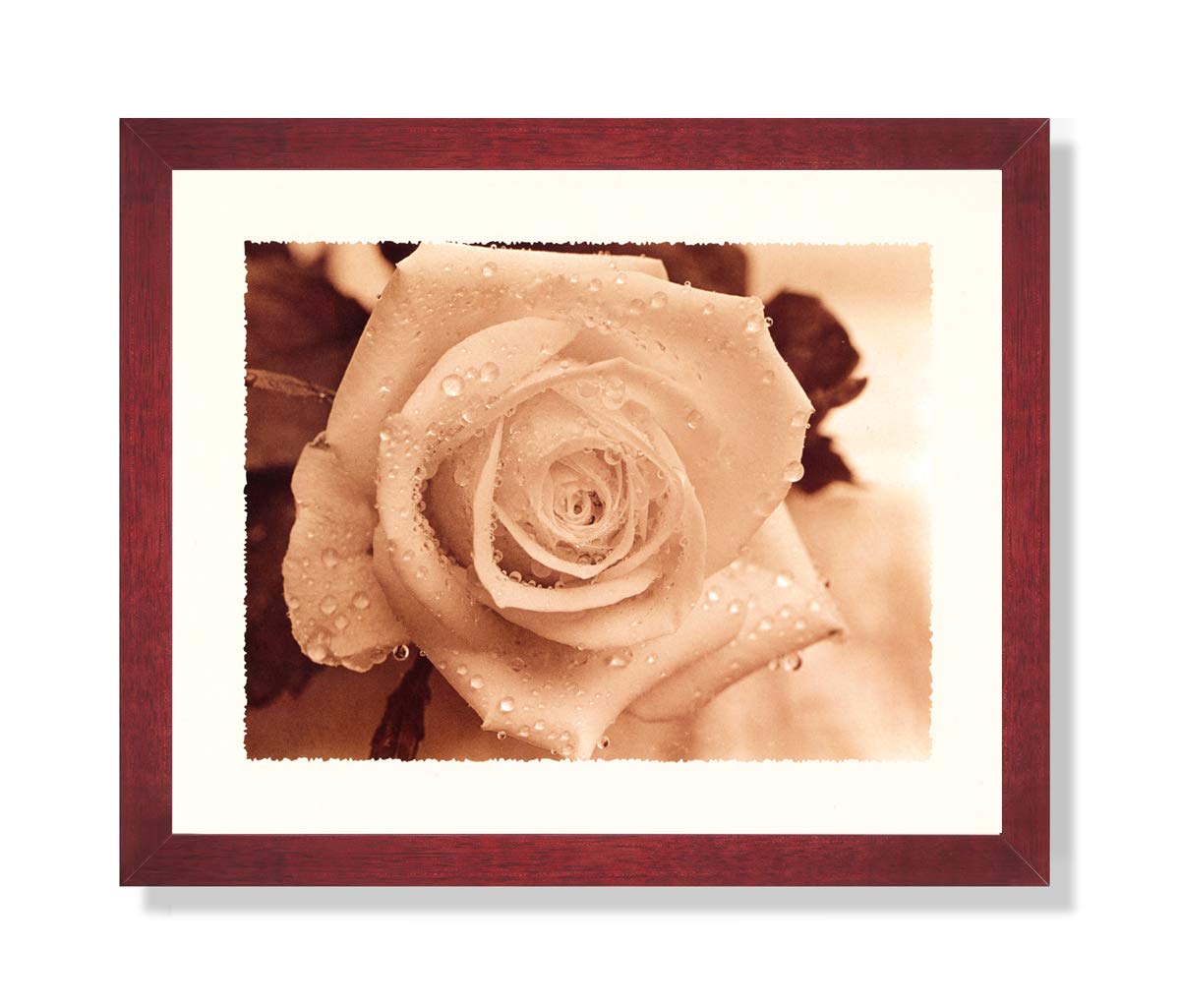 Rose in Rain B/W Photo Flower Contemporary Picture Framed Art Print