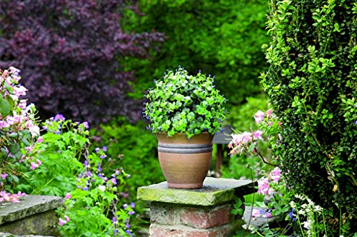 Gardman 02808 Topiary, Cespuglio Artificiale