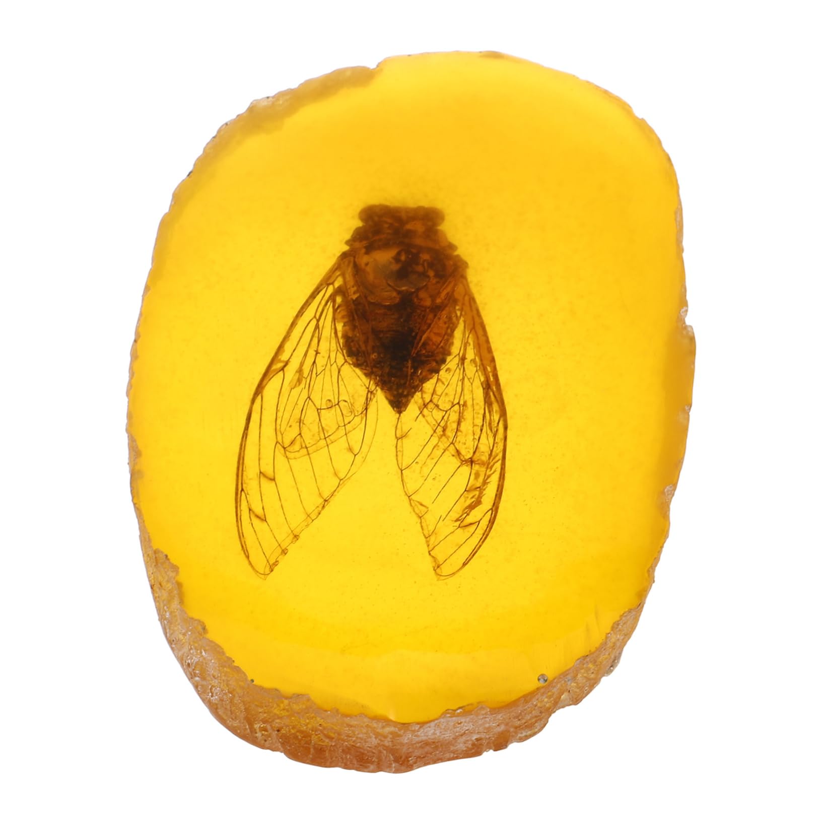 PRETYZOOM Insect Amber Pendant DIY Crafts Specimen Crafts Insect Amber Charms Insect Specimen Pendants Insect Amber Ornament Insect Amber Decor for DIY Insect Amber Decoration Specimen Amber