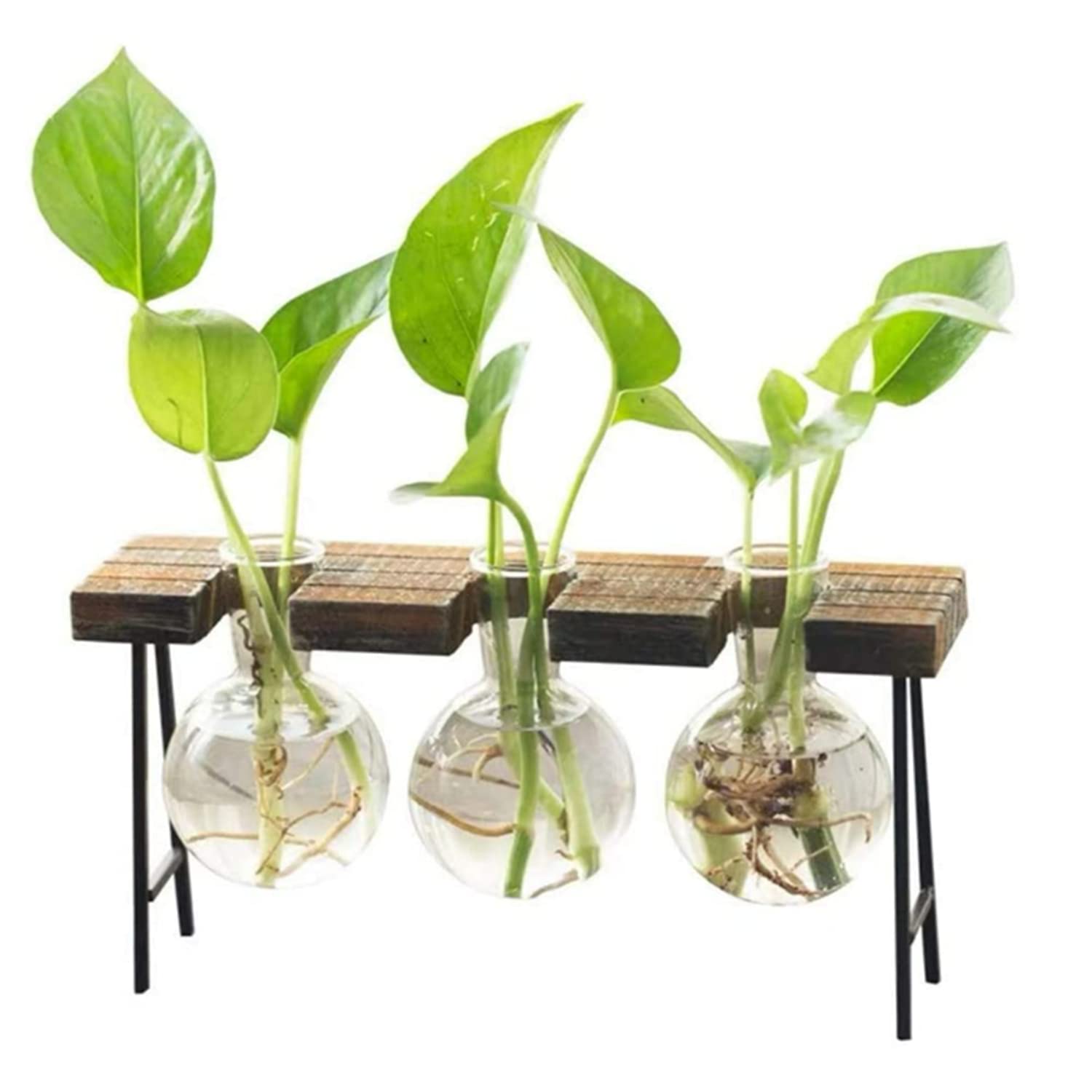SKEIDO Air Plant Terrarium Desktop Glass Planter Bulb Glass Vase with Wooden Stand Propagation Station for Hydroponics Plants Home Office Garden Decor (3 bottles)