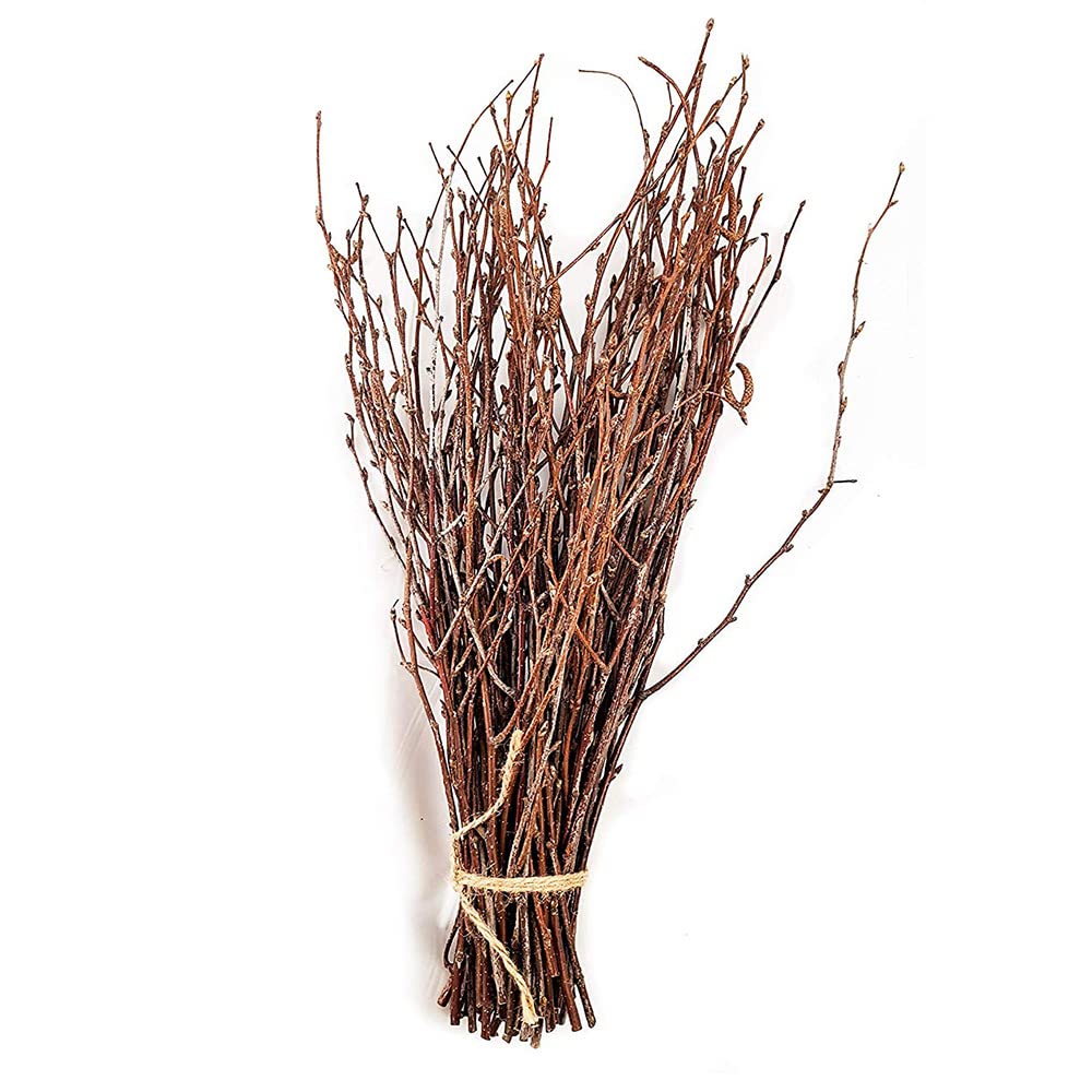 Green Floral Crafts - 3-4 Foot Natural Birch Branches Perfect for Floor Vases, Centerpieces, & Arrangements