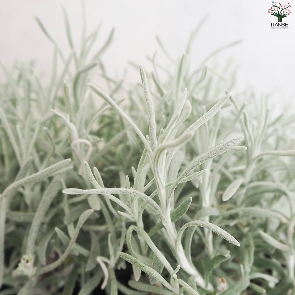 向日葵みたいなヘリクリサム ランダム9輪 Amazon.co.jp: ヘリクリサム・イタリカム コルマ 9cmポット 2個セット