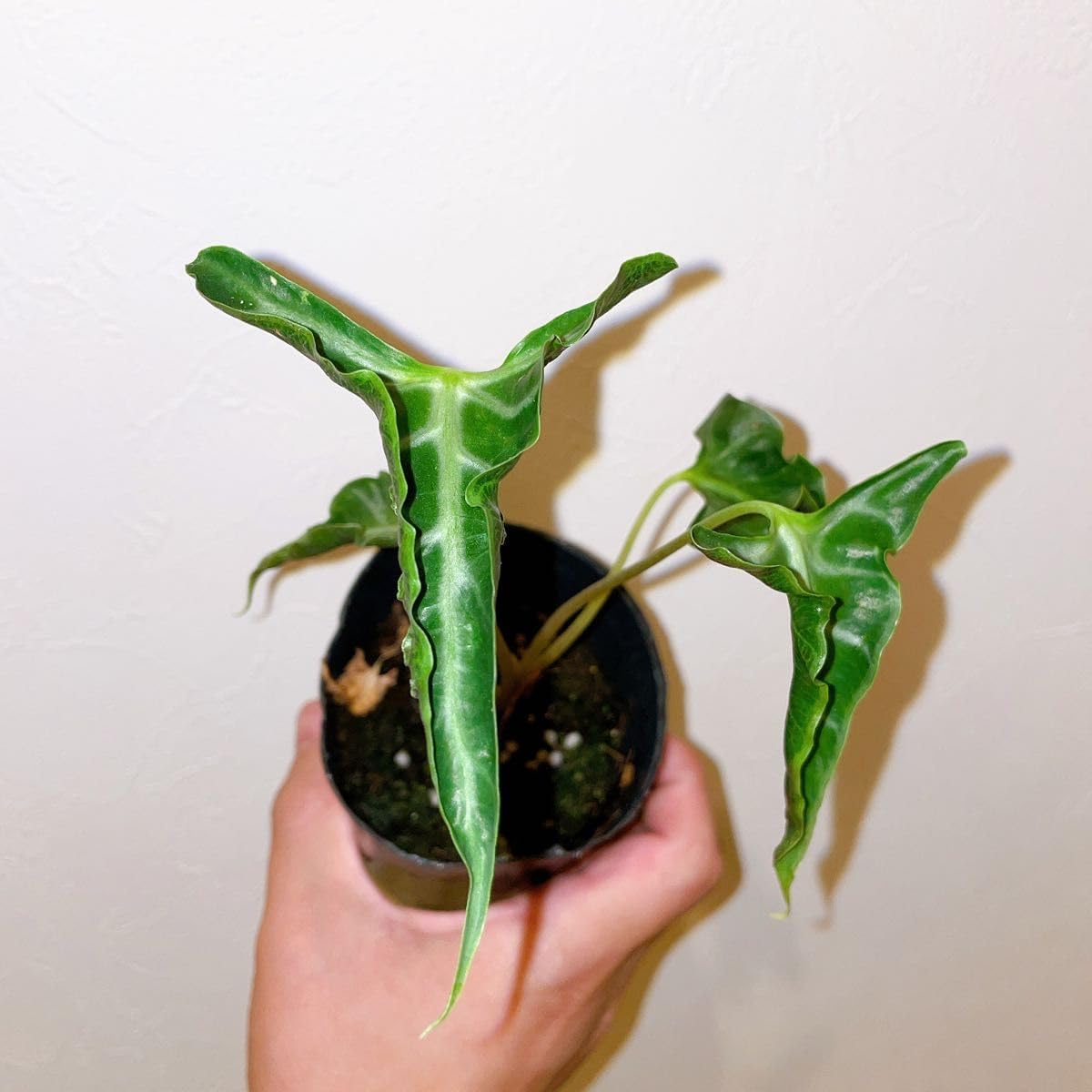 耐寒性アロエ渦巻きポリフィラ大苗◇ドライガーデン多肉サボテン