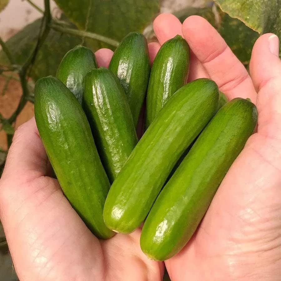 Park Seed MiniMe F1 Organic Cucumber Seeds, SnackSize