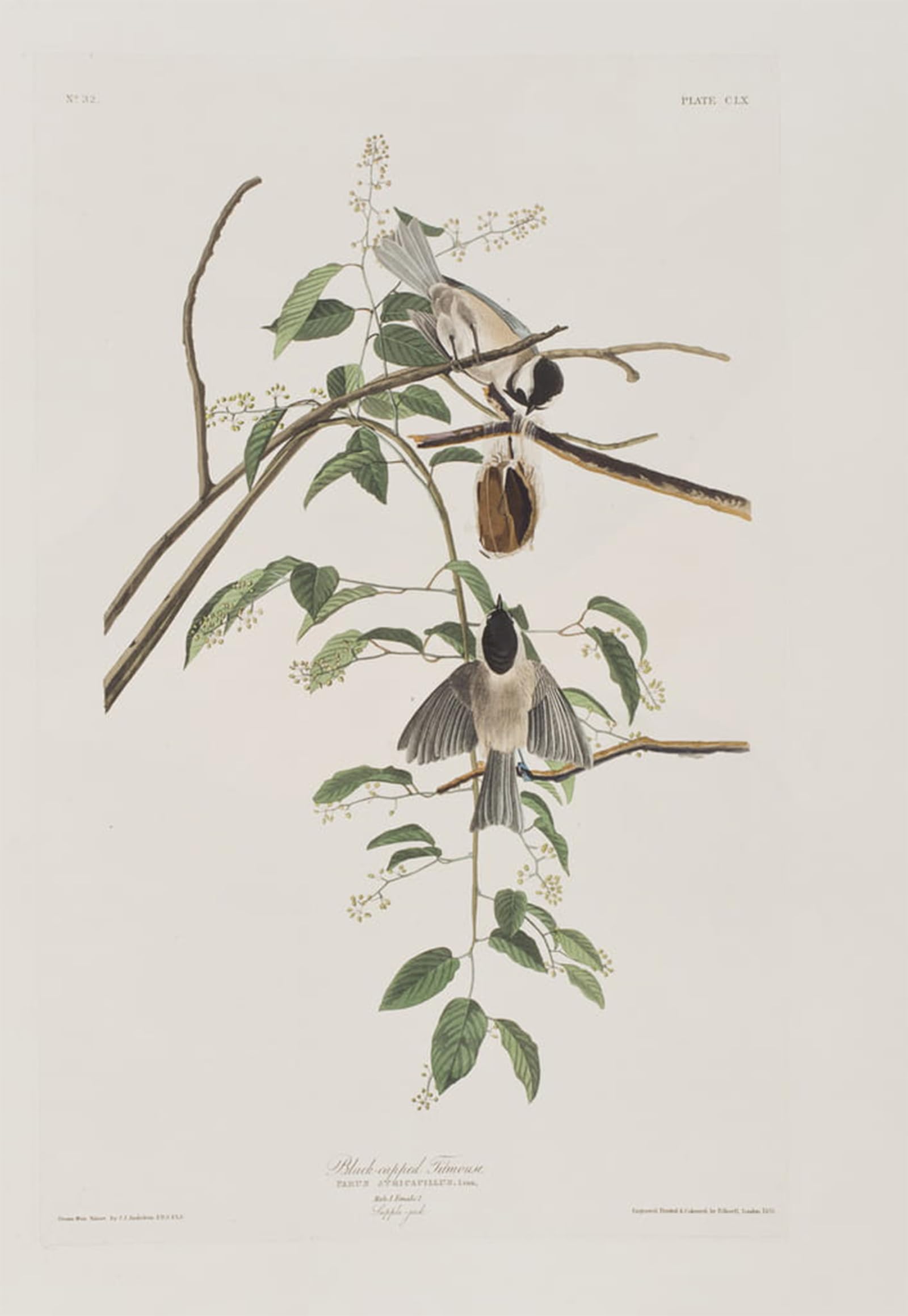 ARTXLXXBN Famous Print Painting Colorful Art Print Illustration From birds of America by John Jamess Audubon Canvas Art Decorations for Home Decor 60x90cm