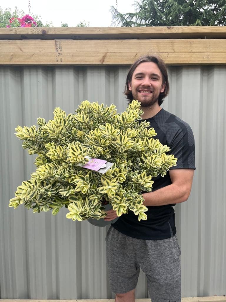 Variegated Hebe 'Franciscana' | Large Evergreen Shrub | Attractive to Butterflies & Bees