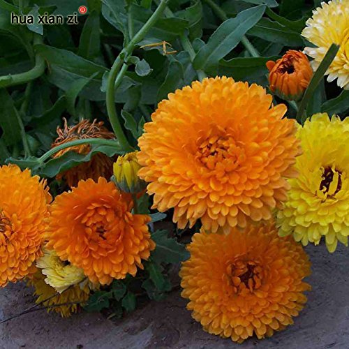Creative Farmer Flower Seeds Orange Pot Marigold Gulsarfi Flowering