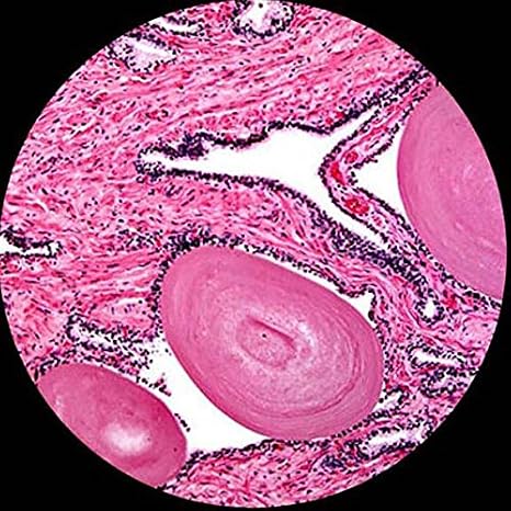 AmScope B120C-WM-PS25 2500X LED Lab Binocular Compound Microscope + Book
