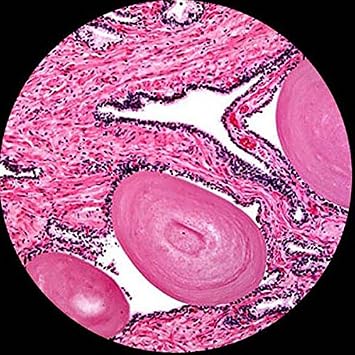 AmScope B120C-WM-PS25 2500X LED Lab Binocular Compound Microscope + Book