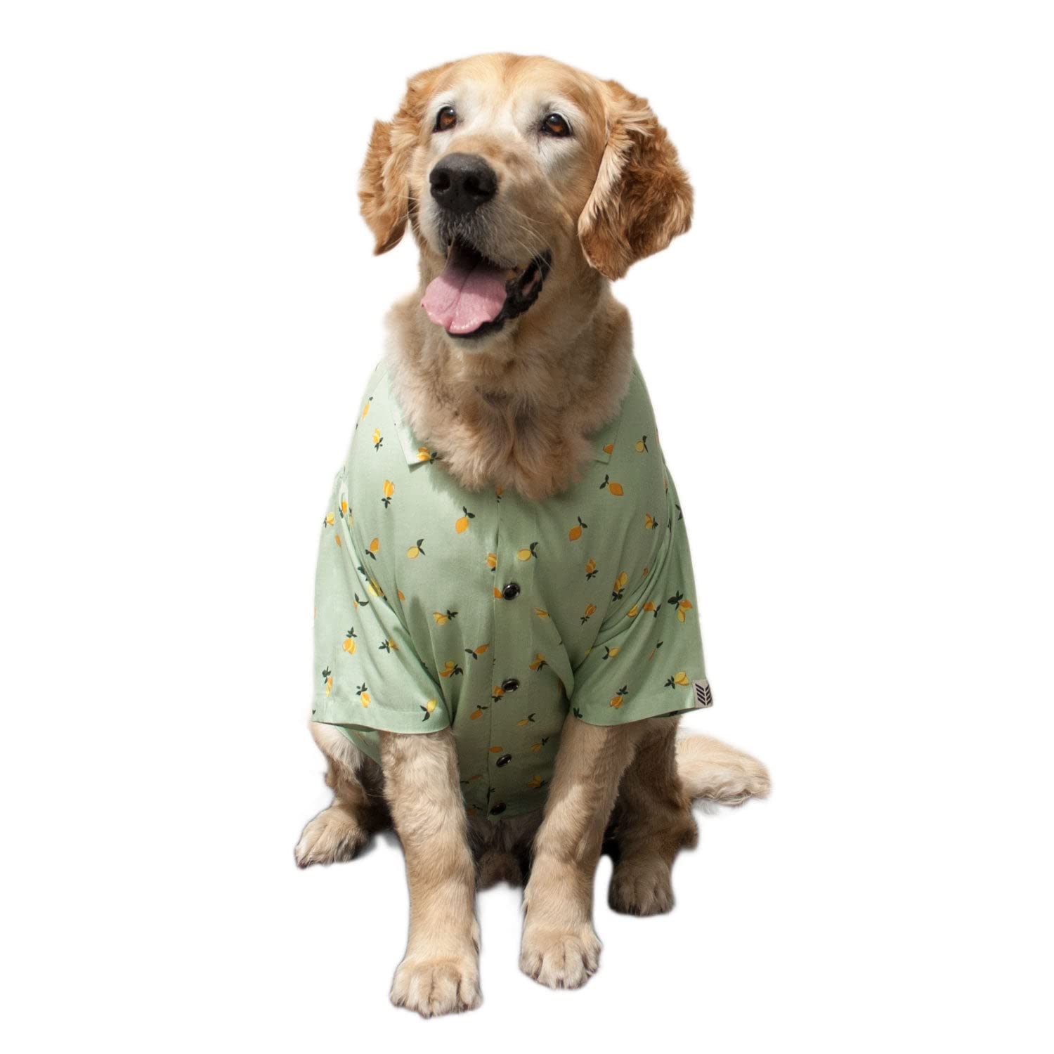 See full amazon price history chart for Ruse Pet Green Mangoes Dog Collar Shirt | SoftTech Fabric Half Sleeves/Apparel/Clothes Shirt Gift for Dogs.(M) Ruse Pet Green Mangoes Dog Collar Shirt | SoftTech Fabric Half Sleeves/Apparel/Clothes Shirt Gift for Dogs.(M) (B0B2PLXT6B) Amazon Price History, Amazon Price Tracker