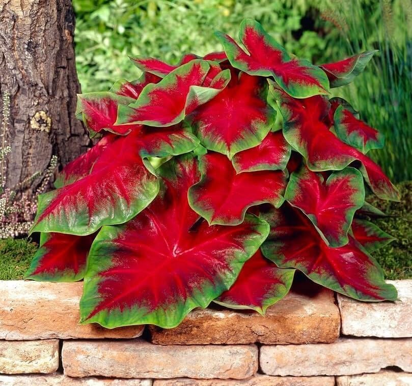 Florida Cardinal Caladium Bulbs for Planting - Perennial Fancy Heart-Shaped Leaves, Vibrant Red and Green Foliage for Shade Gardens, Containers, and Indoor Displays (5 Bulbs)