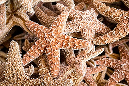 Preisvergleich Produktbild hansepuzzle 23092 - Seestern Puzzle 2000 Teile - Reisen Motiv mit hochwertiger Aufbewahrung: Kartonbox und wiederverschließbarem Beutel - Format 90 × 60 cm