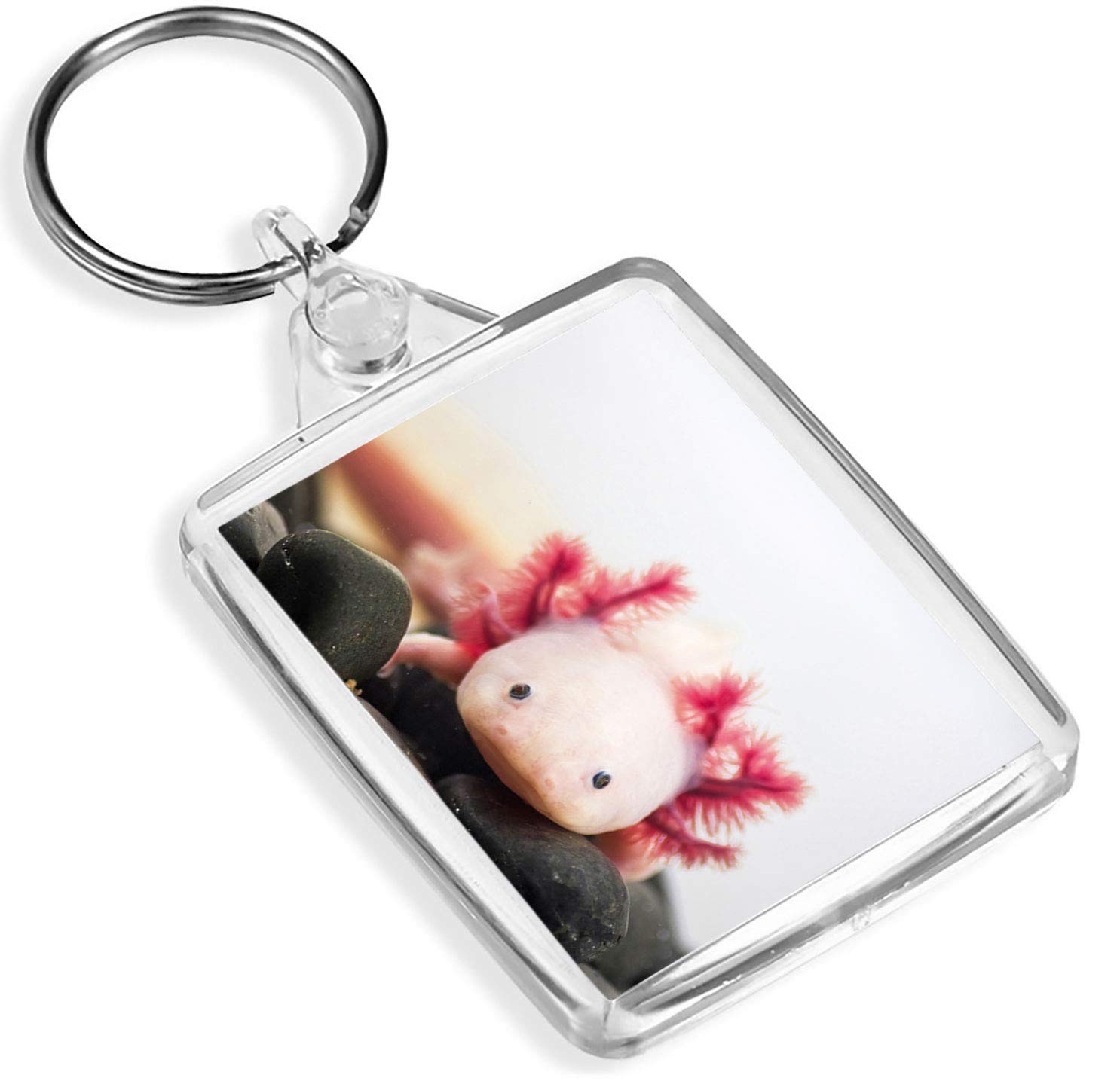 Destination Vinyl Keyrings Unisex Kids Multi 1 X Axolotl Aquarium Dragon Fish -Keyring - Ip02 - Mum Dad Kids #3066