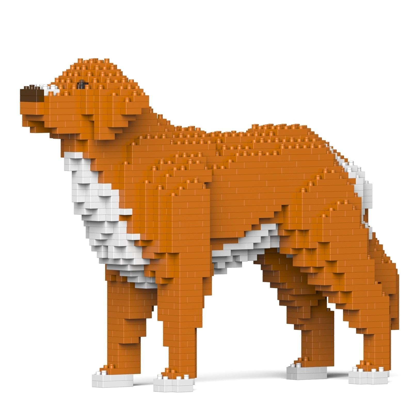 Assembled JEKCA Nova Scotia Duck Tolling Retriever model