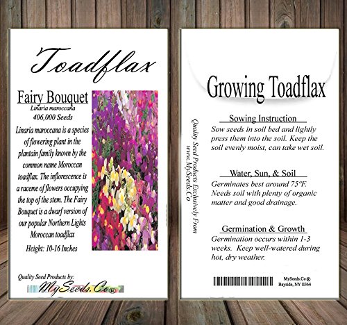 Big Pack - (406,000) Fairy Bouquet Baby Snapdragon Seeds - Linaria maroccana, Pink White Purple & Yellow Mix - Baby Snapdragon Toadflax - Flower Seeds By MySeeds.Co (Big Pack - Fairy Bouquet)