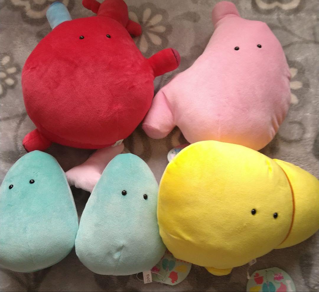 Amazon.co.jp: 4種 セット もちもちにんげんのからだ ぬいぐるみ BIG