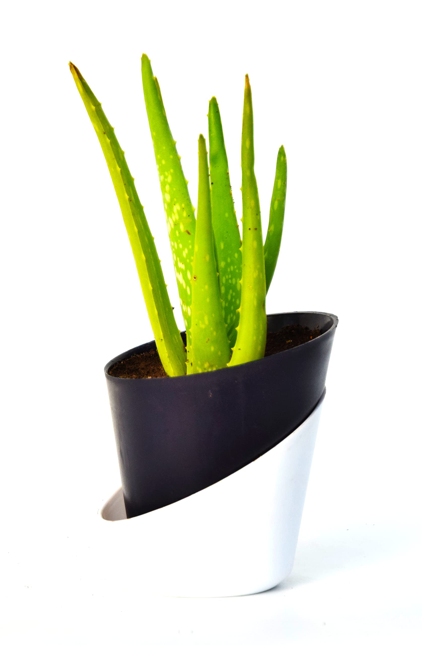 Aloe Vera Medicinal Plant With Black & White Self Watering Pot By VeryHome | Healing Aloe Vera | Ayurvedic Aloe Vera Plant | Barbadensis Miller Plant | Medicinal Aloe Vera Plant | Miracle Plant (B0BR9T46TC) Amazon Price History, Amazon Price Tracker