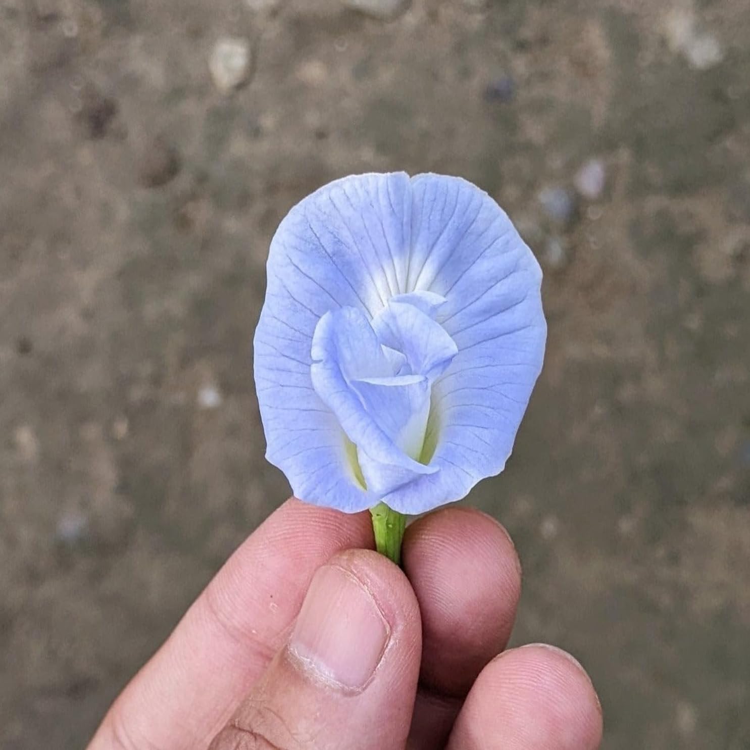 M-Tech Gardens Hybrid Aparajita Light Blue Single Petal Clitoria Flower Seeds (10 Seeds Pack) (B0D2LPH86J) Amazon Price History, Amazon Price Tracker