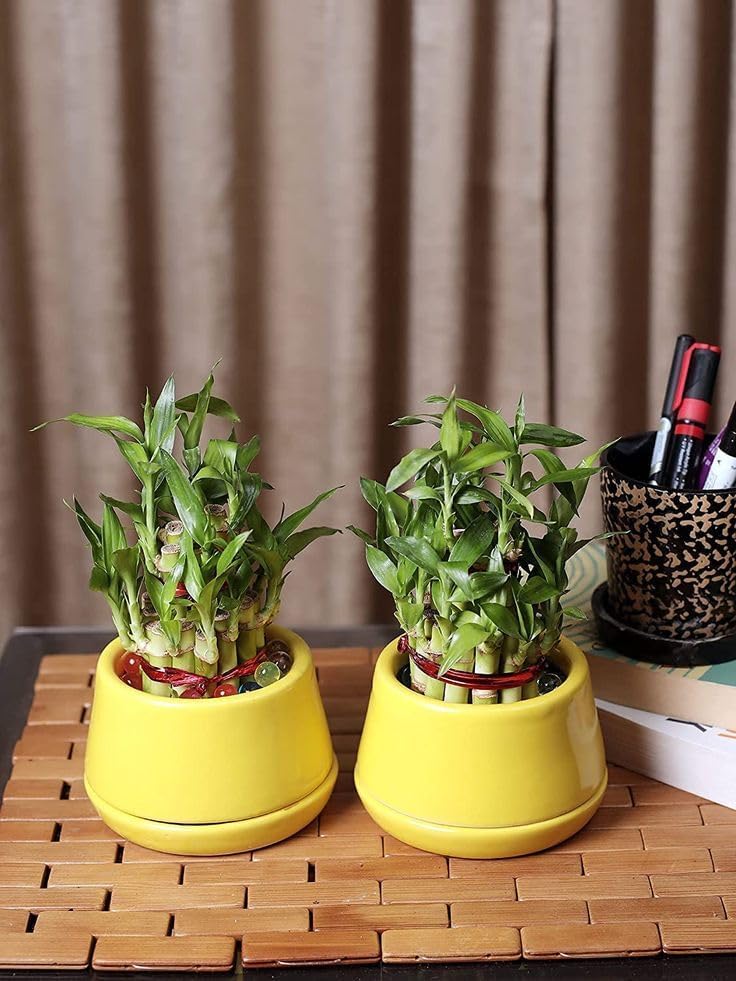 Live Lucky Bamboo 2 Layer Stalks – Premium Fresh Cut Bamboo (No Pot Included)