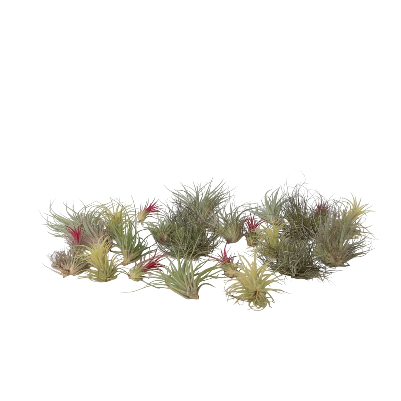 Plant in a Box - Tillandsien Pflanzen mix - 24er Mix - Luftpflanzen echt - Tillandsia - Höhe 5-15cm