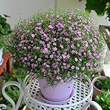 Si el fertilizante de torta descompuesto se aplica a menudo en la primavera después de la germinación, la floración será muy vigorosa. Después de extraer las yemas, se interrumpió la fertilización. Conviértete en una gran decoración para tu hogar.