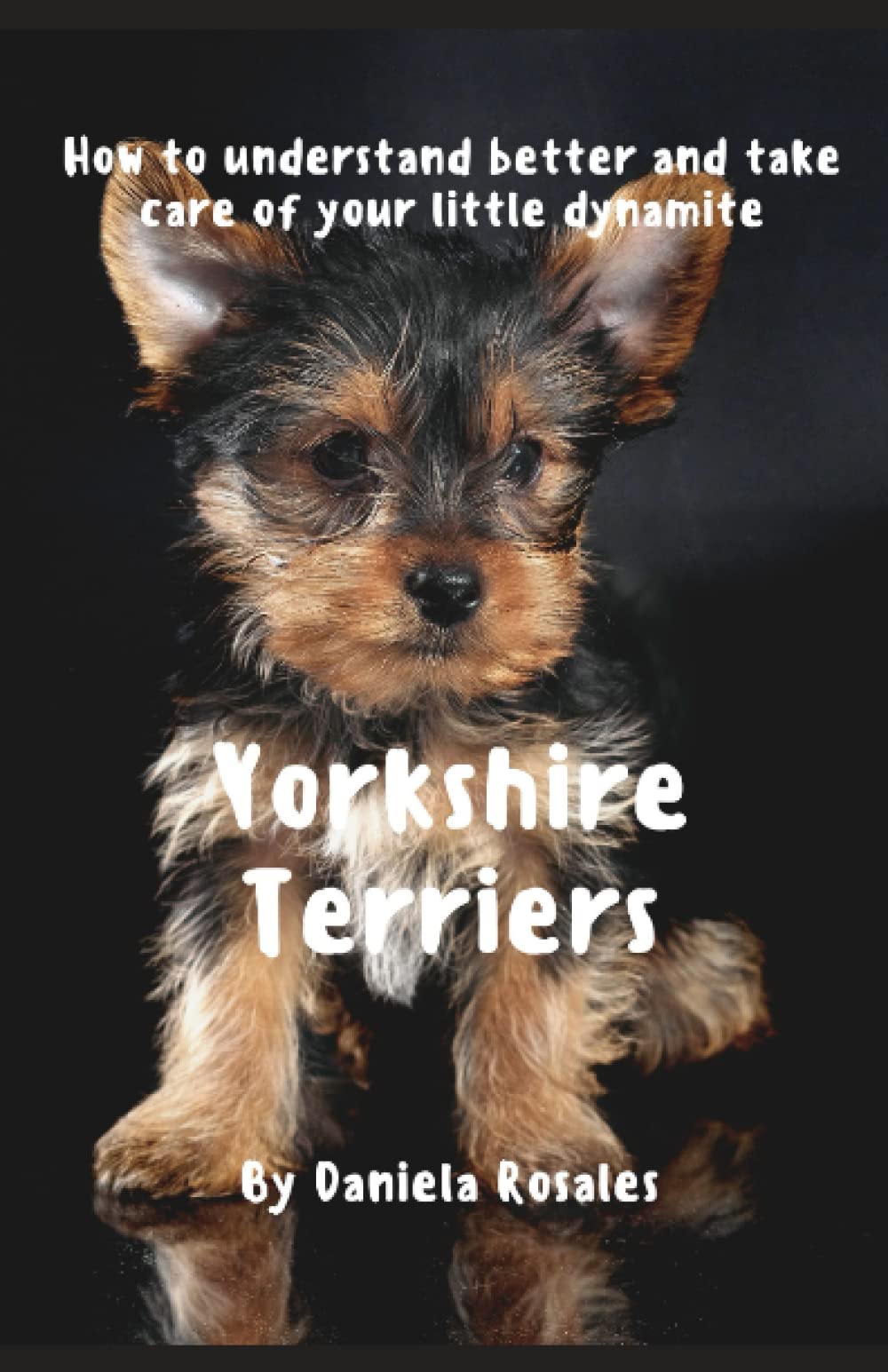 Yorkshire Terrier: How to understand better and take care of your little dynamite