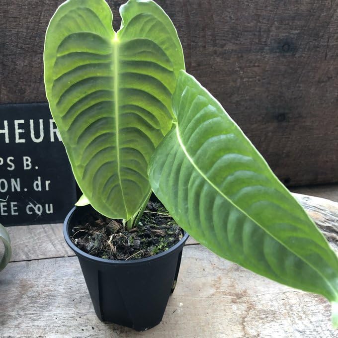 〇ポットごと♡ベイチー♡アンスリウム♡4号♡希少♡観葉植物 Amazon｜アンスリウム ベイチー 4号ポット 観葉植物 希少｜観葉