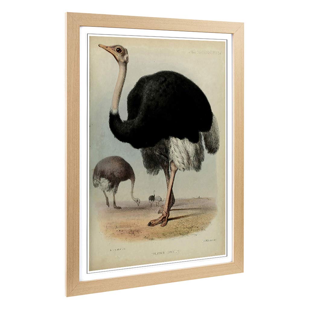 Big Box Art Framed Print of Vintage Jury. J Ostrich Design | Wall Art Picture | Home Decor for Kitchen, Living, Dining Room, Bedroom, Hallway, Office, Oak, A2 / 24.5x18 Inch / 62x45cm