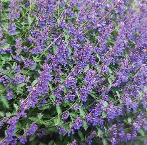150 Samen Katzenminze Saatgut Nepeta cataria Mückenabwehr Bienenweide Staude