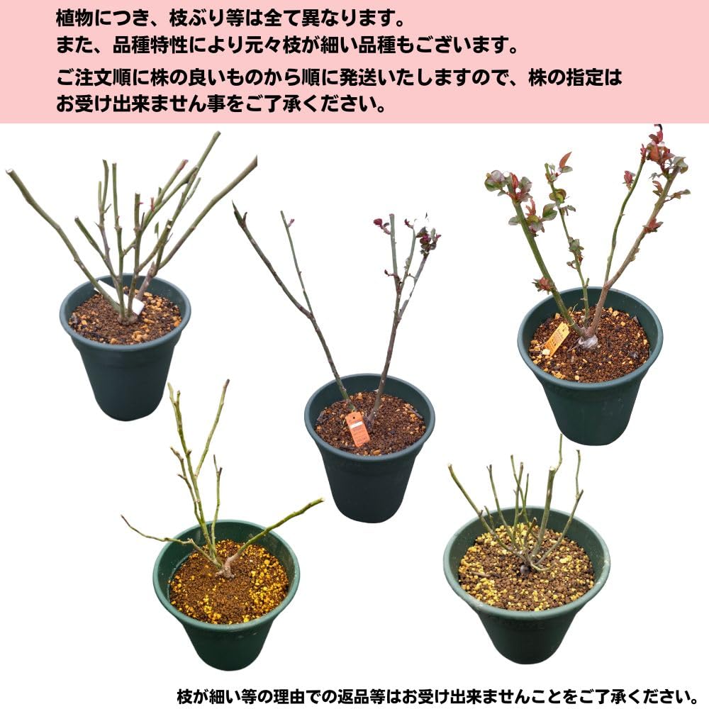 Amazon.co.jp: ＼当店オリジナル仕様／ バラ苗 パスカリ 8号鉢 二年生