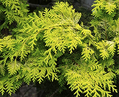 Crippsii Golden Hinoki Cypress - Starter Plant (5 M) (1 Live Plant) #TOP3