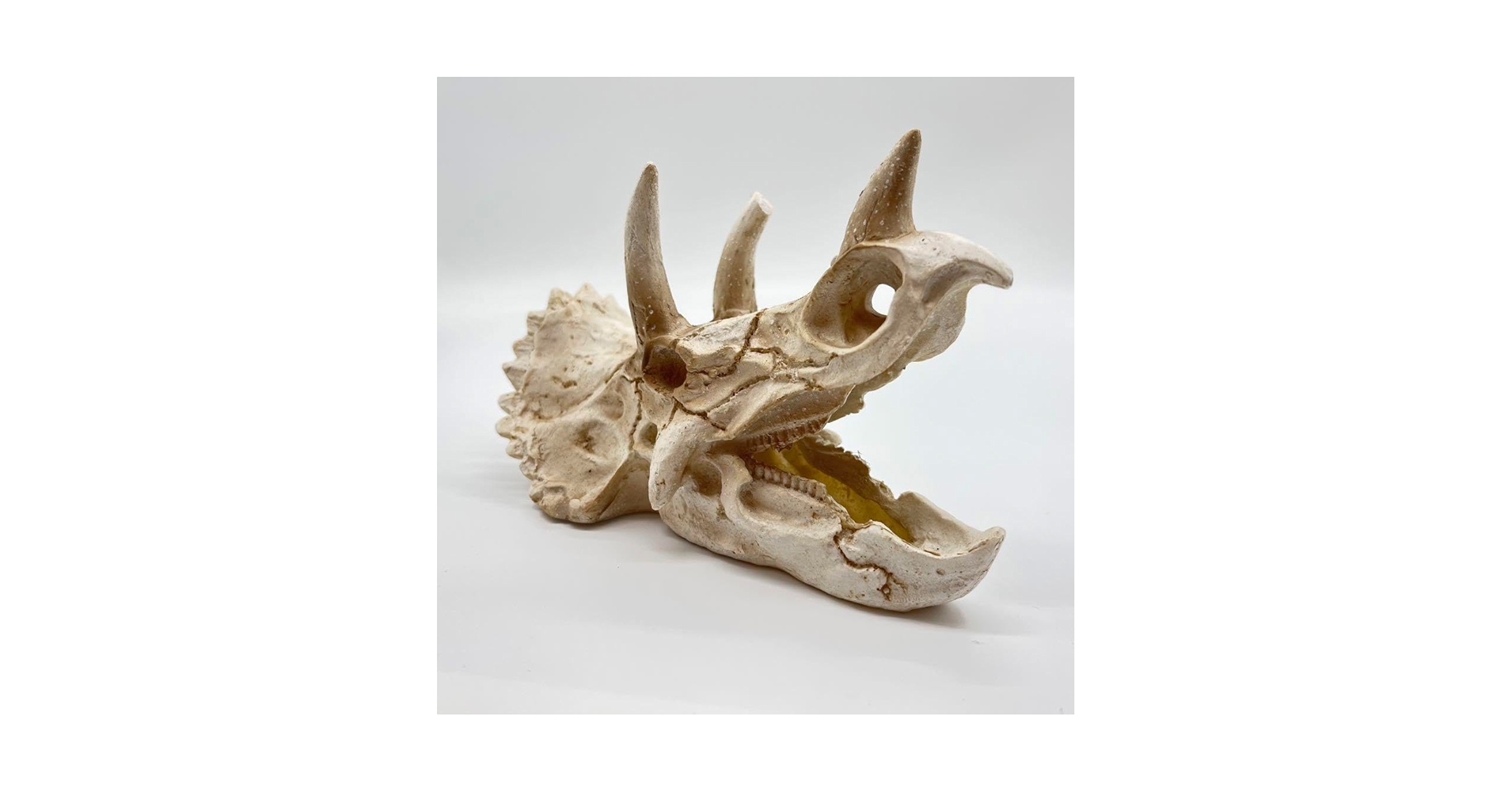 Amazon.co.jp: トリケラトプス 頭骸骨 レプリカ インテリア 恐竜