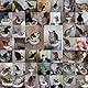 LITTER KWITTER Doogie Stuff LK1 3-Schritt Katzen Toiletten Trainingssystem