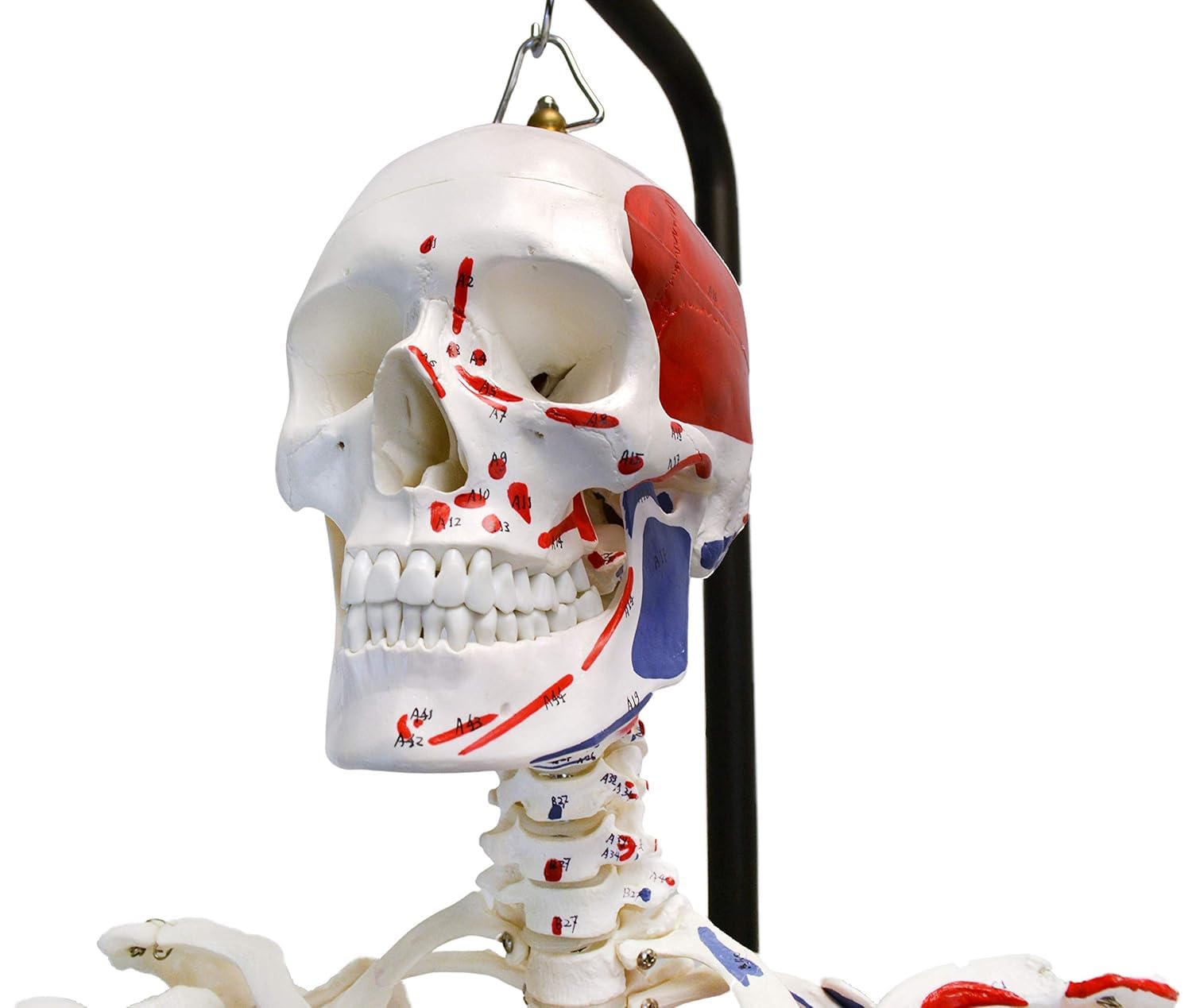 Anatomiczny model szkieletu naturalnej wielkości 180 cm z malowanymi detalami i stojakiem do zawieszania 1 szt