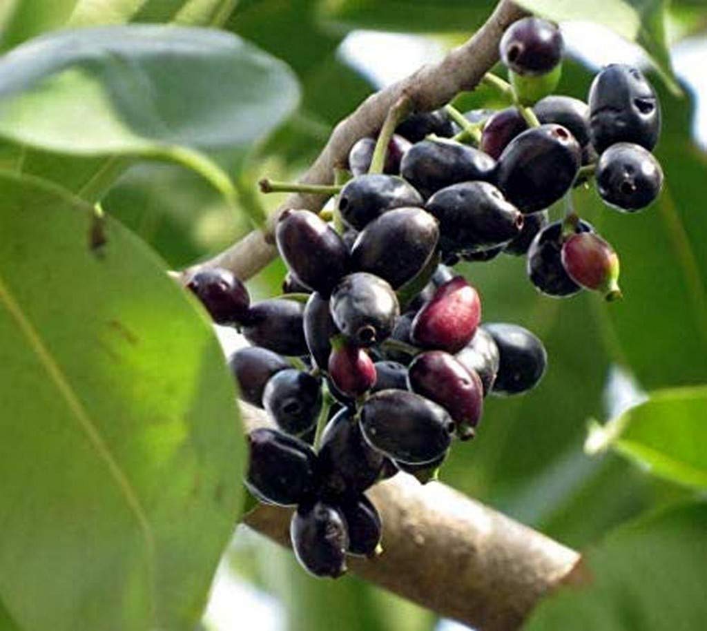 OhhSome Fruit Live Plant Gardens Hybrid Rare Syzygium Cumini Java Plum/Black Plum Seedless New Variety Njaval Container (Jambolan/Java Plum/Jamun) Exotic Plants (1 Live Fruit Plant) (B09N9BQCXK) Amazon Price History, Amazon Price Tracker