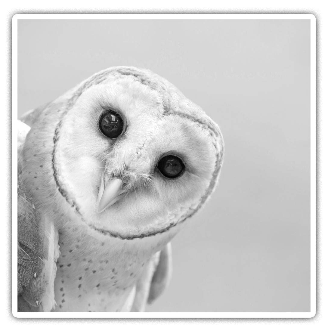 2 x Square 10cm Vinyl Stickers - Wise Barn Owl Tyto Albahead 36734