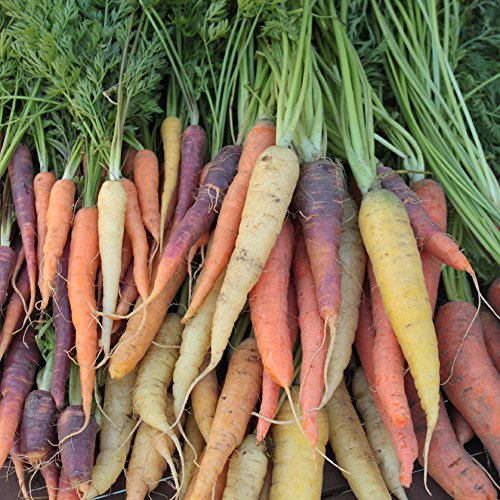Seeds Of Change 6993 Colorful Mix Carrot, Multi #TOP3