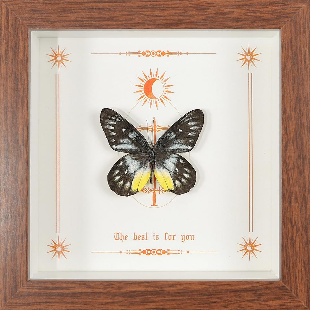 Taxidermy Butterfly Framed, Real Butterfly Specimen in Wooden Frame 5.8" x 5.8", Ideal for Science Study and Desktop Wall Decor (Red-base Jezebel Butterfly)