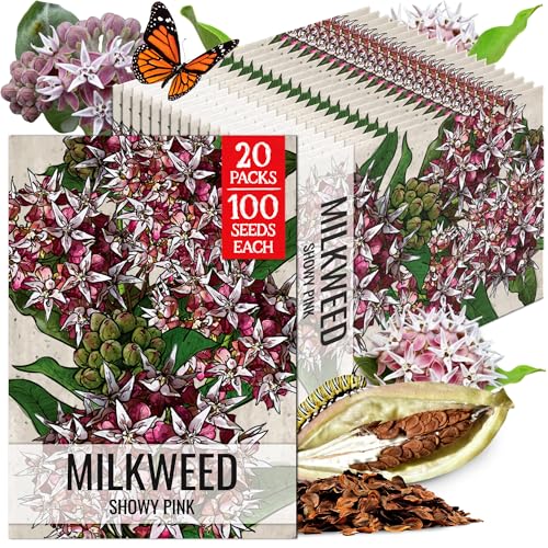 Image of Seed Needs Showy Milkweed Seeds to Attract Monarch Butterflies 20 Pack