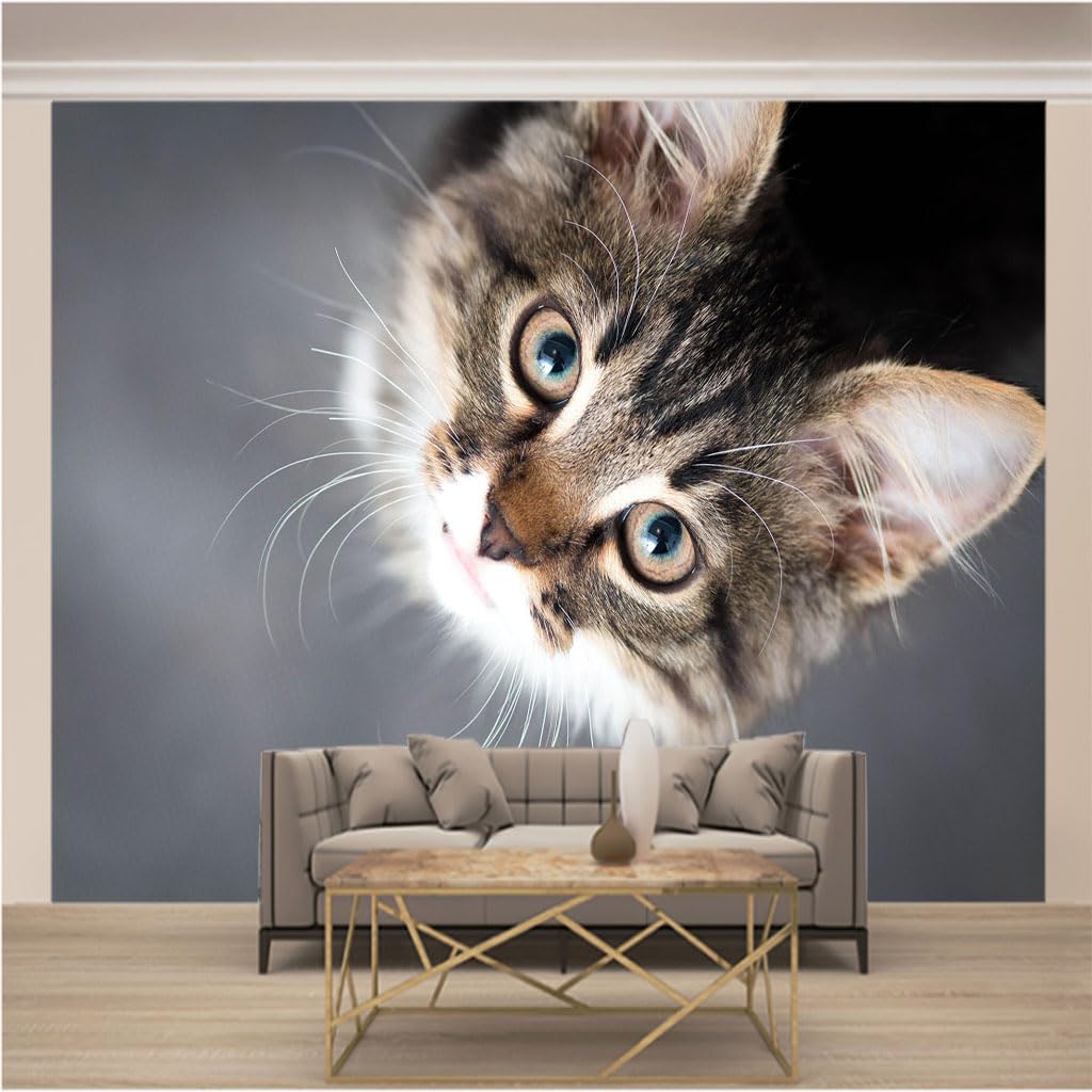 Photo murale chat mignon pour salon et fond TV ambiance chaleureuse maison